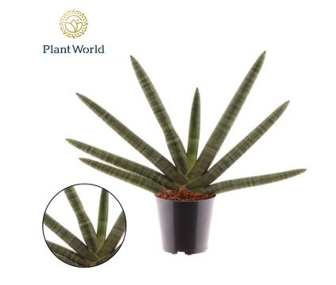 SANSEVIERIA BONCEL