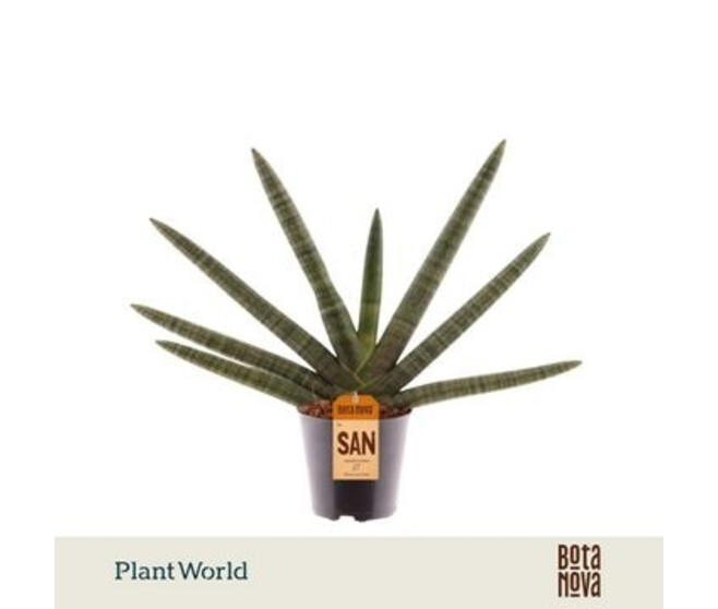 SANSEVIERIA BONCEL
