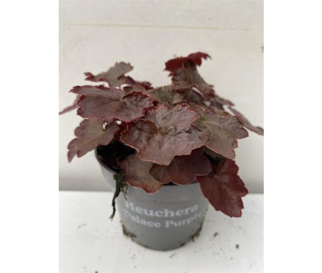 HEUCHERA PALACE PURPLE