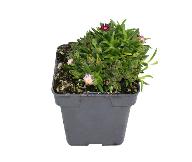 DELOSPERMA JEWEL OF DESERT AMETHYST