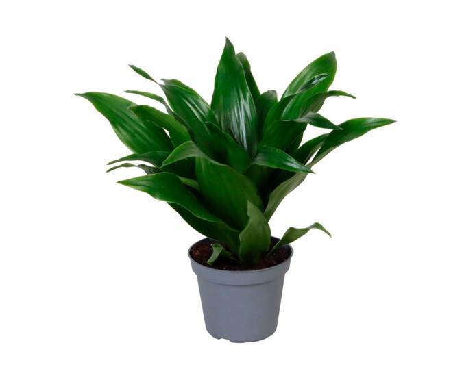 DRACAENA JANET CRAIG
