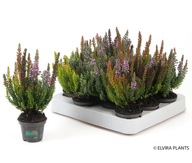 ERICA CALLUNA 3COULEURS