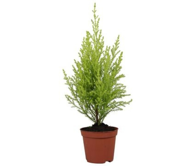 CUPRESSUS GOLD