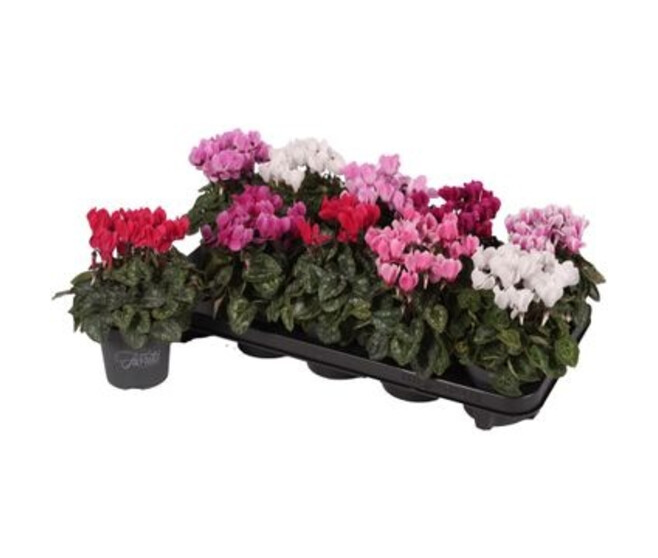 CYCLAMEN SUPER SERIE