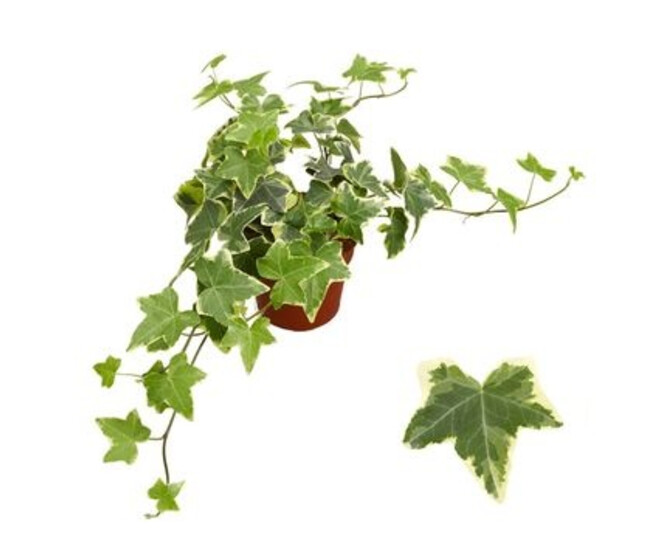 HEDERA PANACHE JAUNE