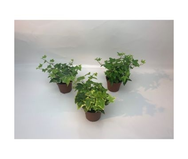 HEDERA VARIE