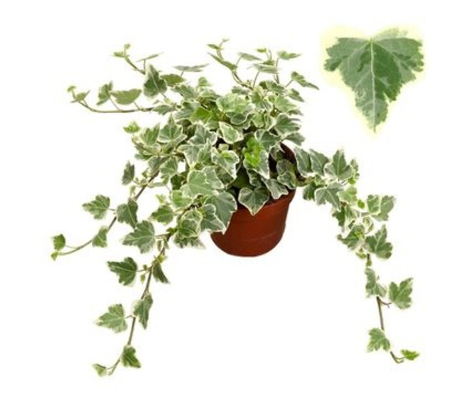 HEDERA WHITE WONDER