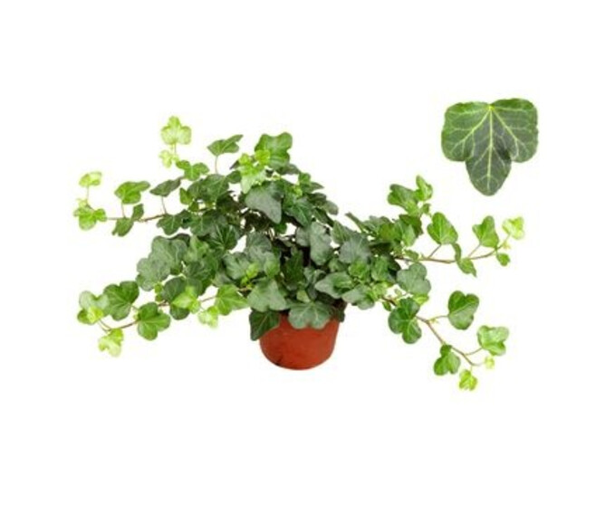 HEDERA WONDER VERT
