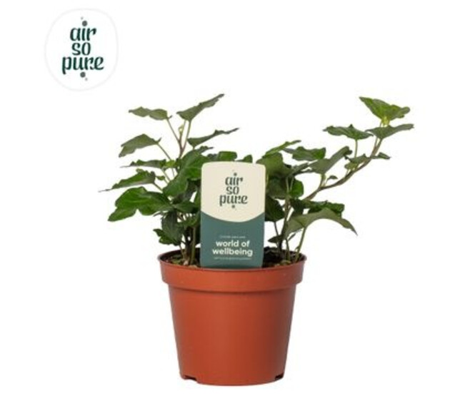 HEDERA WONDER VERT