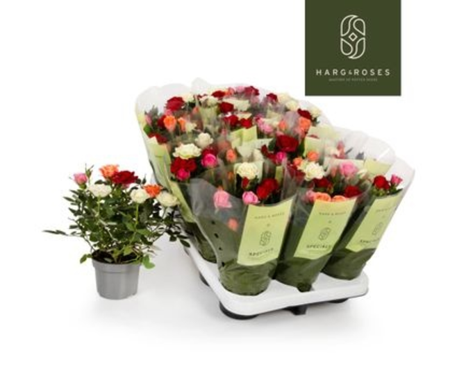 ROSIER KORDANA QUATROSE