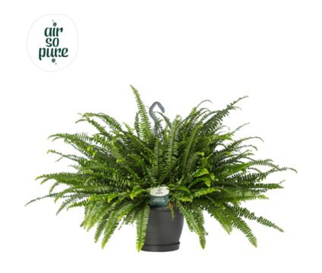 NEPHROLEPIS GREEN LADY SUSP