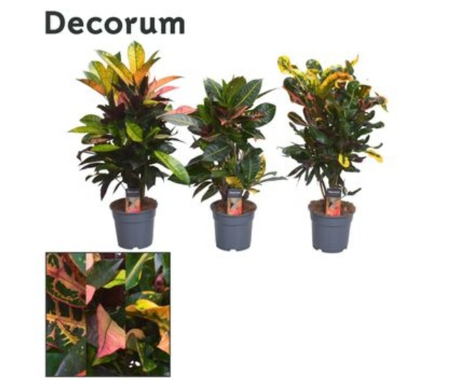 CROTON RAMIFIE VARIE
