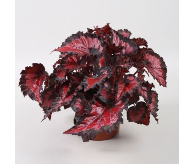BEGONIA BELEAF INCA NIGHT