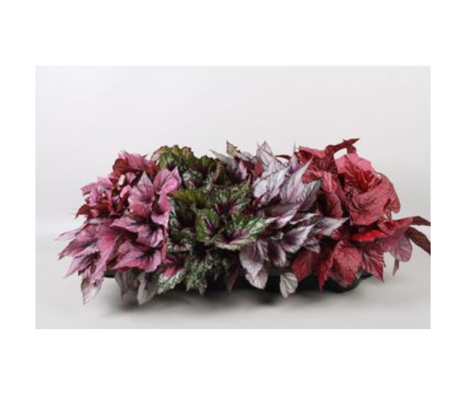 BEGONIA BELEAF VARIES