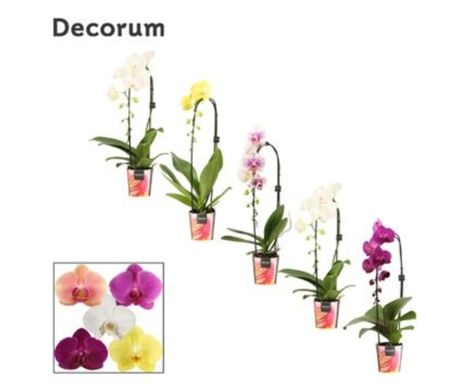 PHALAENOPSIS 1BR VARIES CASCADE DECORUM