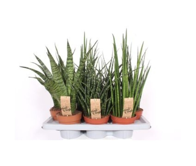 SANSEVIERIA CYLINDRICA