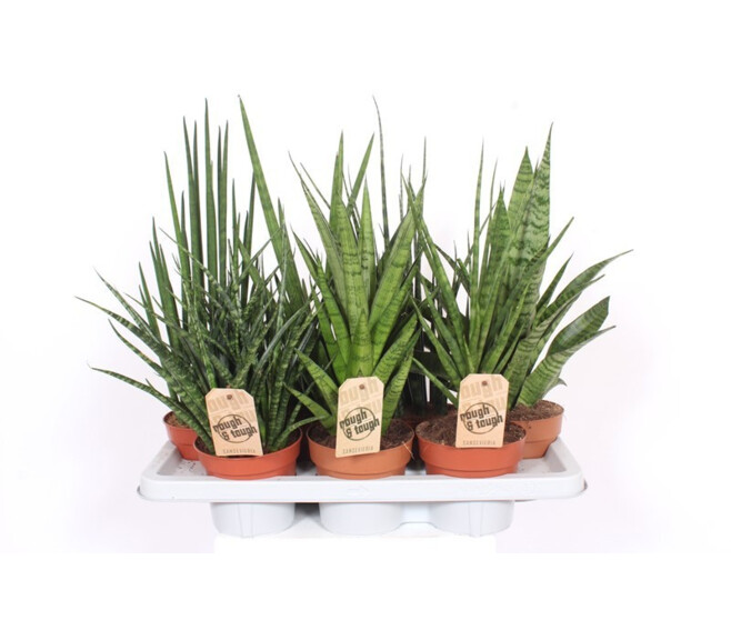 SANSEVIERIA CYLINDRICA