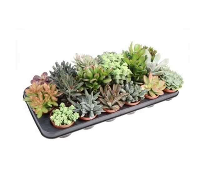 SUCCULENTE VARIEE
