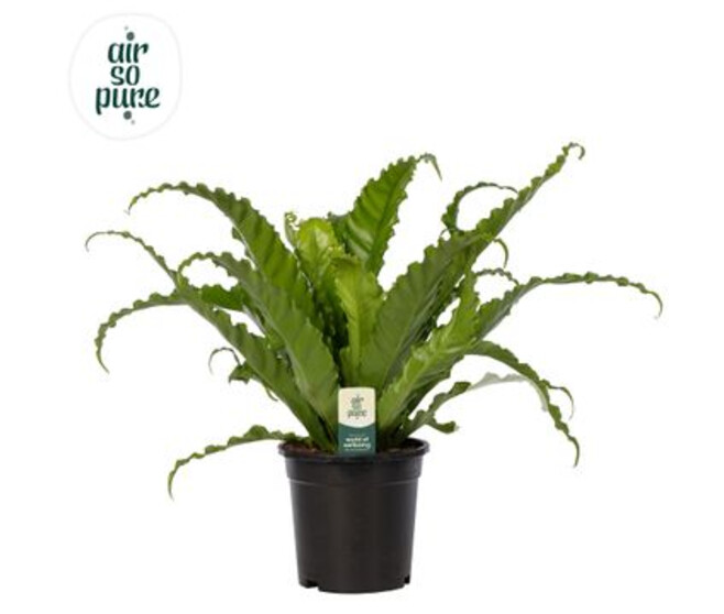 ASPLENIUM OSAKA