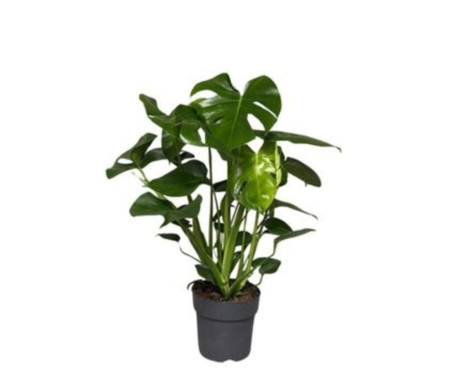 PHILODENDRON MONSTERA
