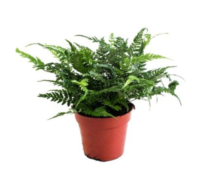 POLYSTICHUM
