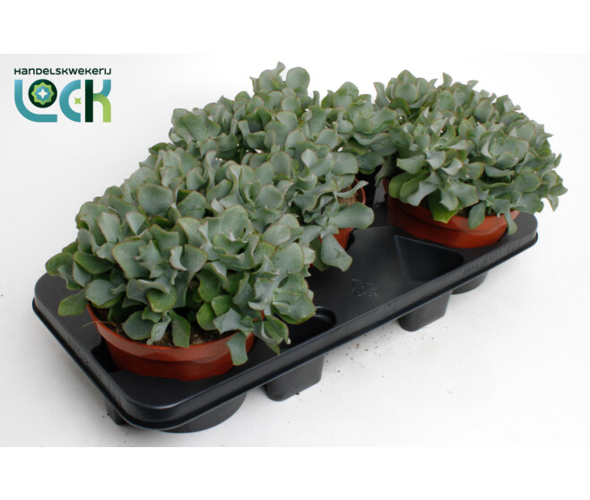 CRASSULA ARBORESCENS