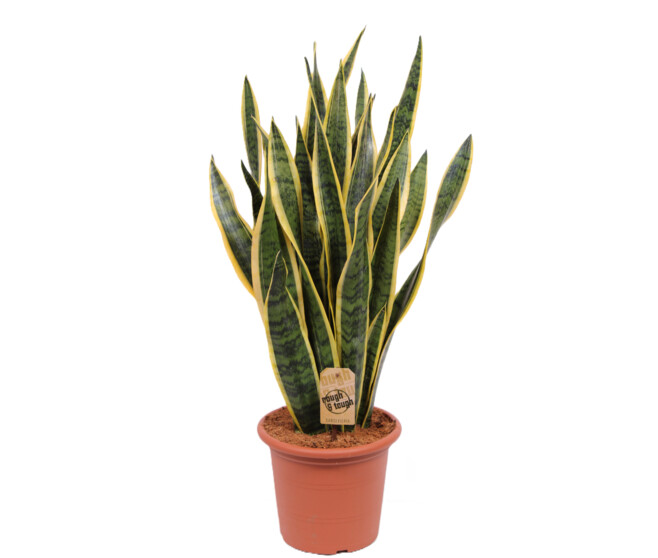 SANSEVIERIA LAURENTII