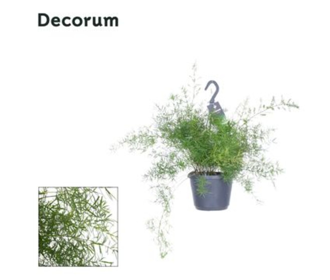 ASPARAGUS SPRENGERI SUSP