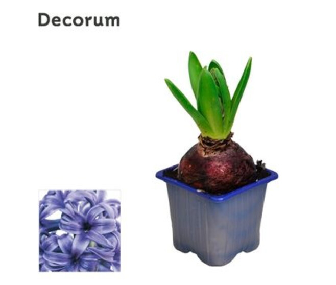 JACINTHE 1PP BLUE PEARL DECORUM