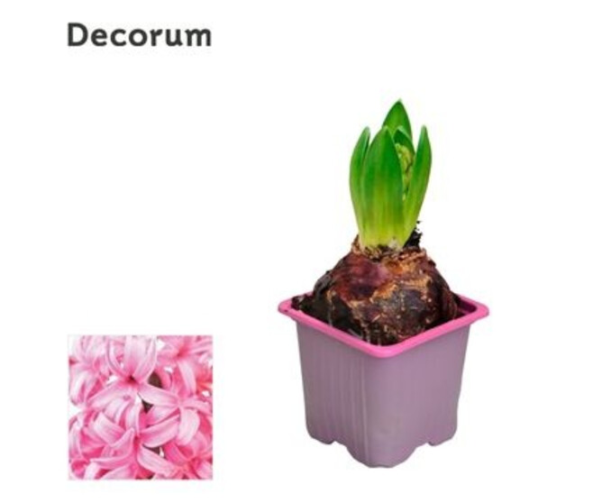JACINTHE 1PP PINK PEARL DECORUM