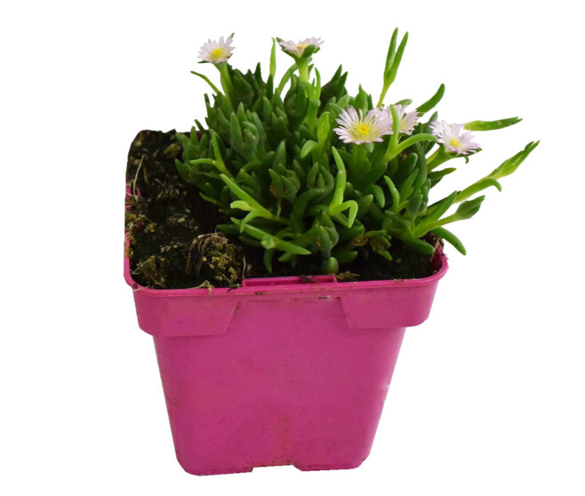DELOSPERMA JEWEL OF DESERT ROSEQUARTZ