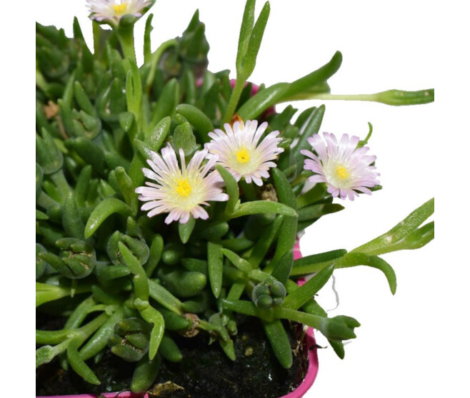 DELOSPERMA JEWEL OF DESERT ROSEQUARTZ