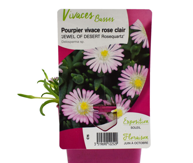 DELOSPERMA JEWEL OF DESERT ROSEQUARTZ