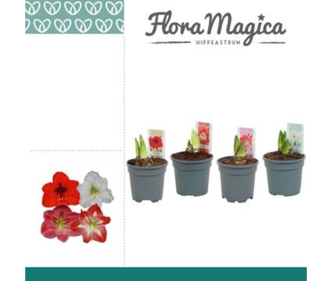 AMARYLLIS 2TIGES VARIEES