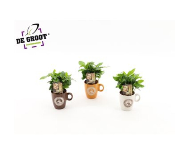 PLANTE VERTE TASSE CERAM