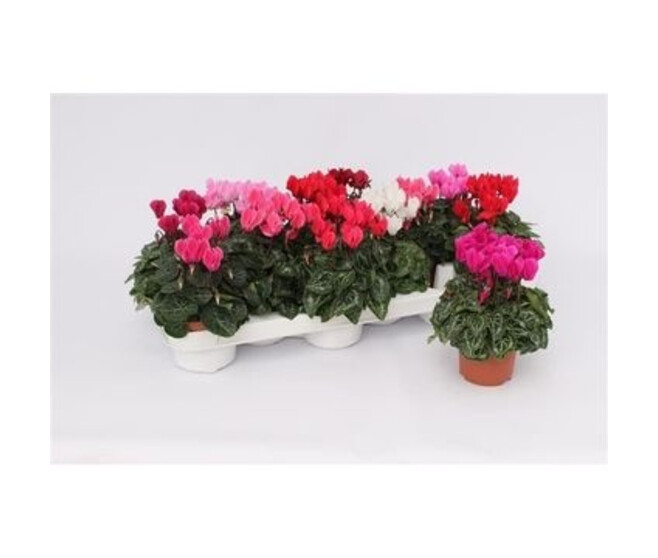 CYCLAMEN 15CM VERANO VARIES