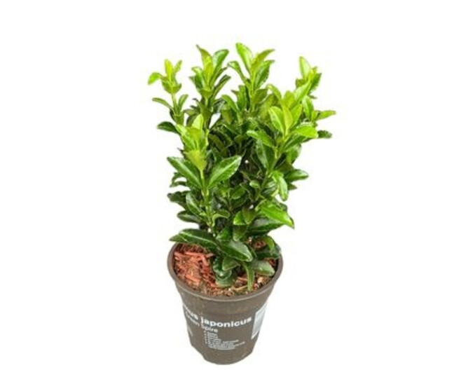 EUONYMUS GREEN SPIRE