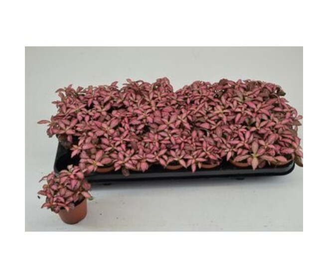 FITTONIA PINK FOREST FLAME