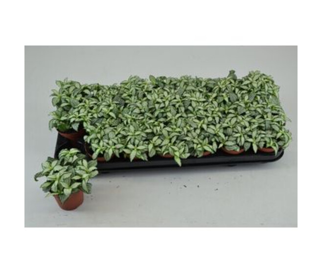 FITTONIA WHITE FOREST FLAME