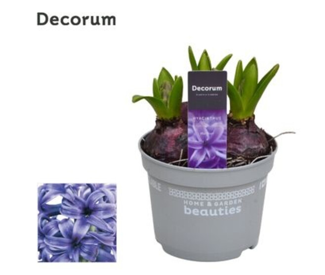 JACINTHE BLEUE 3PP PEARL DECORUM