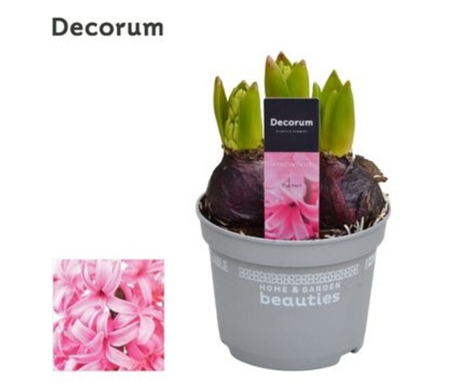 JACINTHE ROSE 3PP PEARL DECORUM