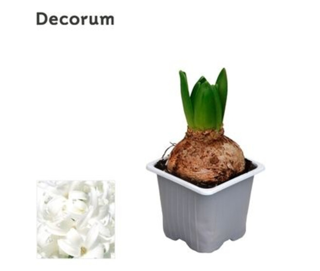 JACINTHE BLANCHE 1PP DECORUM