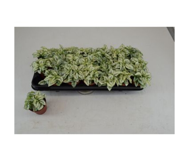 HYPOESTES