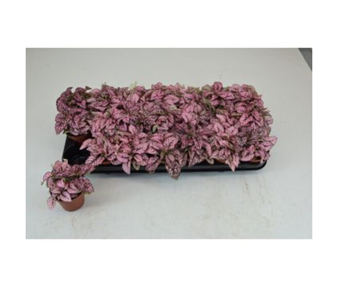 HYPOESTES