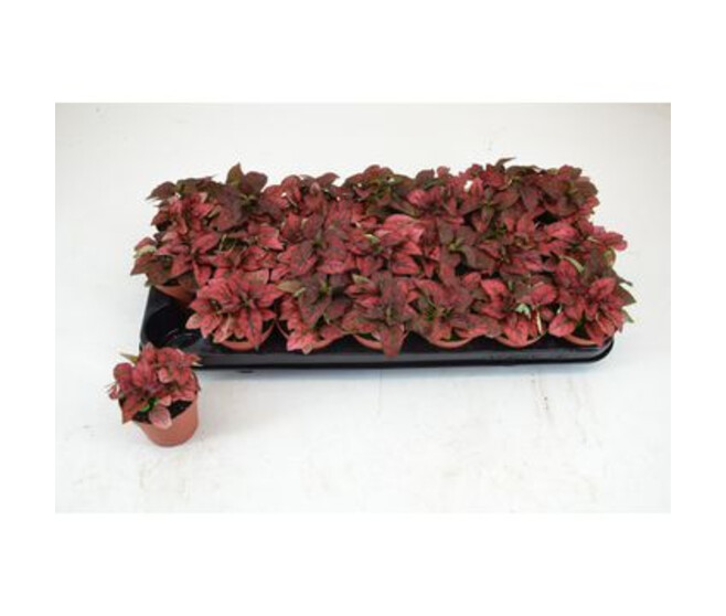 HYPOESTES ROUGE