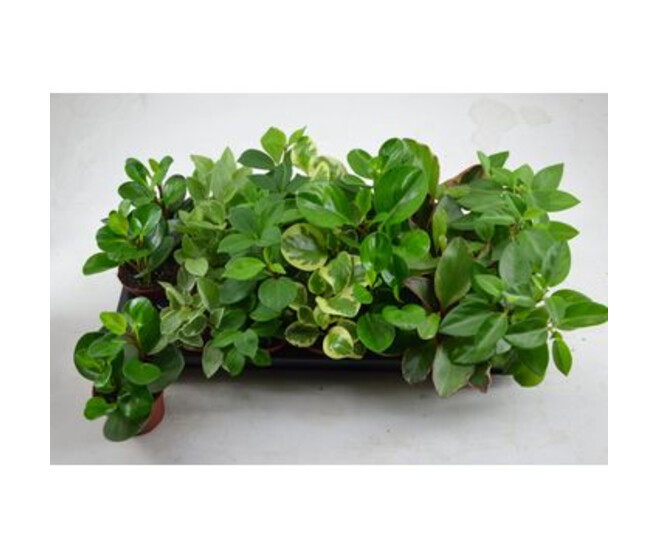 PEPEROMIA