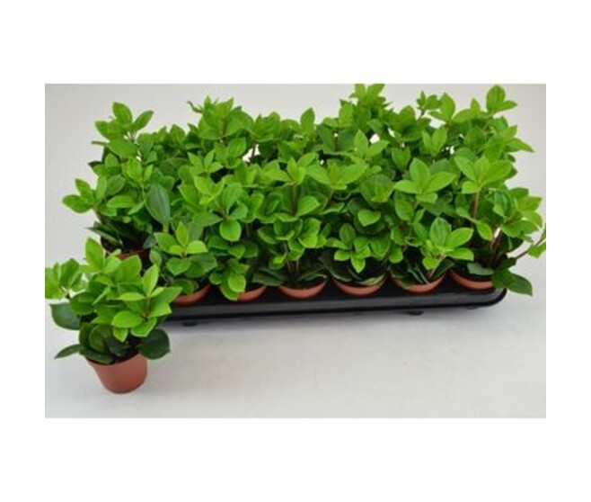 PEPEROMIA PERESKIIFOLIA