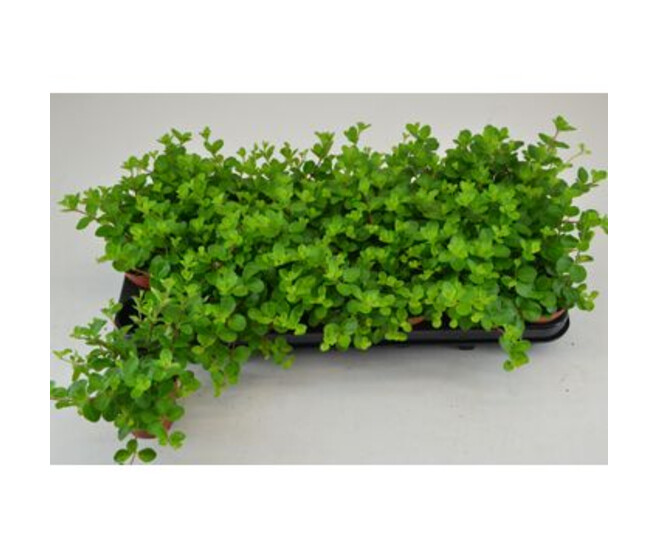 PEPEROMIA ROTUNDIFOLIA