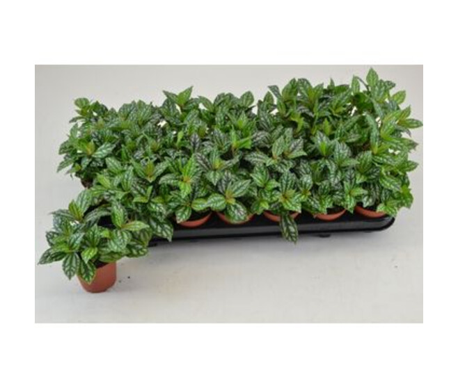 PILEA CADIERI