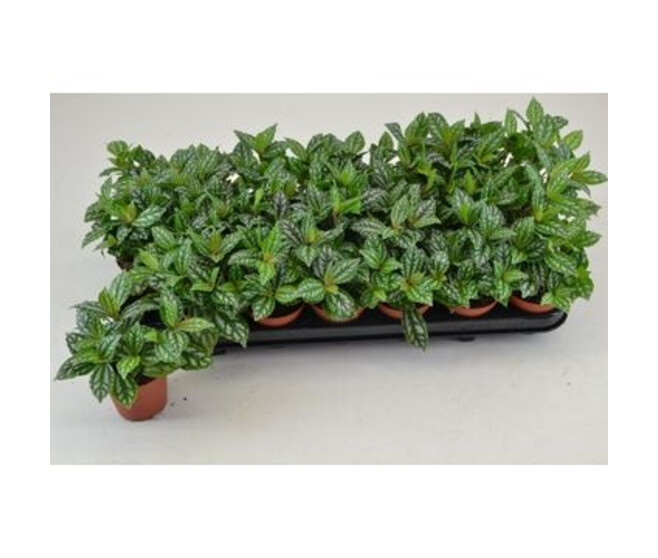 PILEA CADIERI